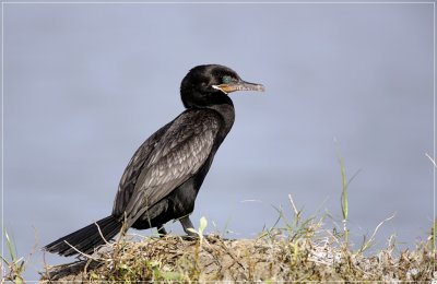 Neotropic Cormorant 