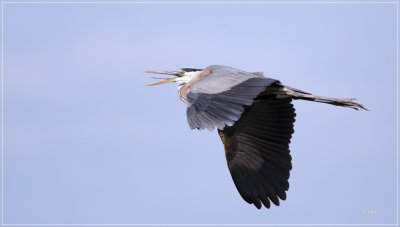 Great Blue Heron 2