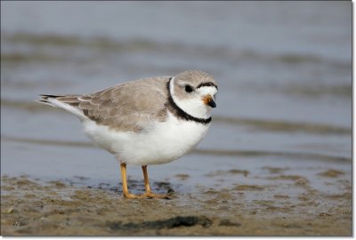 Pipping Plover 2