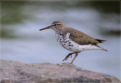 Spotted Sandpiper 2