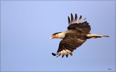 Crested Caracara