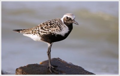 Black-bellied Plover