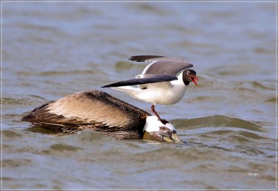 Brown Pelican