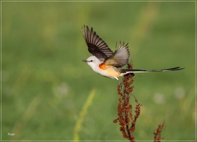 Scissor-tailed Flycatcher