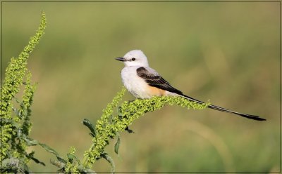 Scissor-tailed Flycatcher