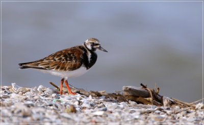 Ruddy Turnstone 8