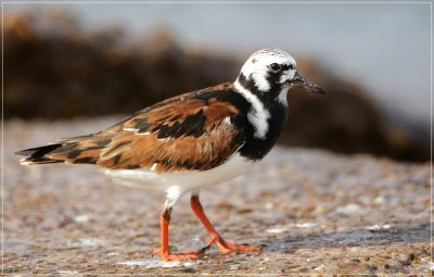 Ruddy Turnstone 