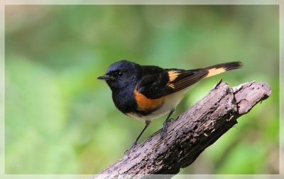 American Redstart 