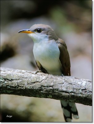 Yellow-billed Cuckoo