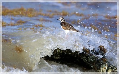 Ruddy-Turnstone 4.JPG