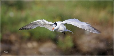 Royal Tern 3