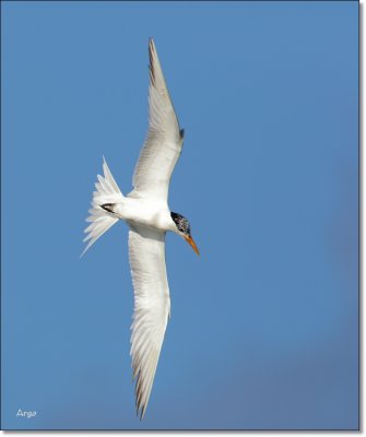Royal Tern 