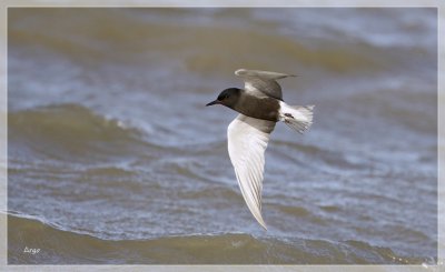 Black Tern 