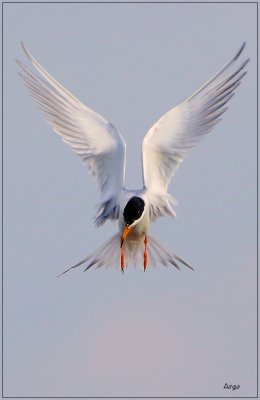 Foresters Tern 