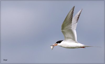 Foresters Tern 