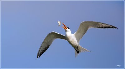 Royal Tern 