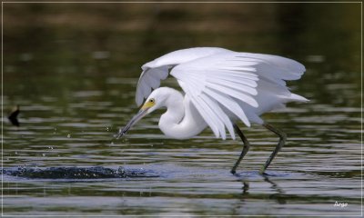 Snowy Egret 5.JPG