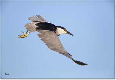 Black-crowned Night Heron