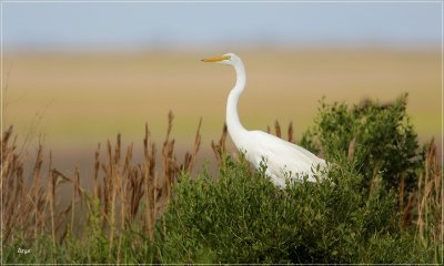 Great Egret