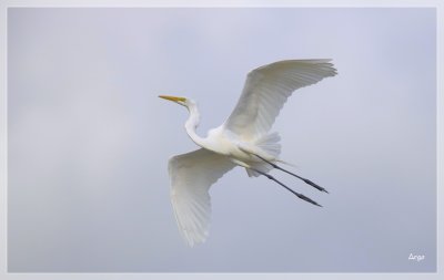 Great Egret 