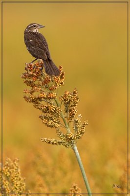 Red-winged Blackbird