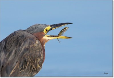 Green Heron