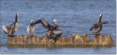 Brown Pelicans