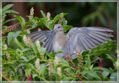 White-winged Dove