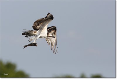 Osprey