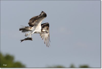 Osprey 