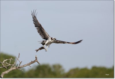 Osprey