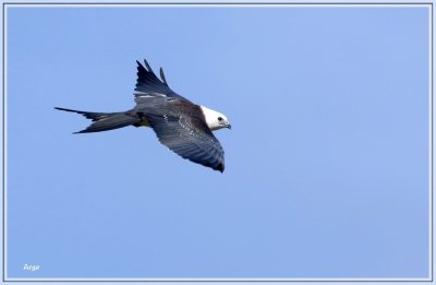 Swallow-tailed Kite