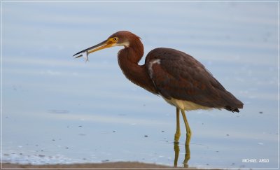 Tri-colored Heron