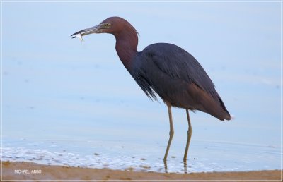 Little Blue Heron