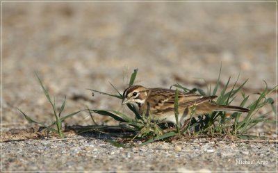 Lark Sparrow