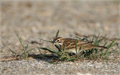 Lark Sparrow 