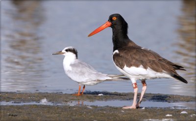 American Oystercatcher (J8)