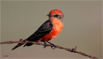 Vermillion Flycatcher