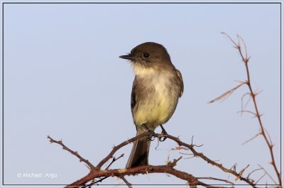 Eastern Phoebe