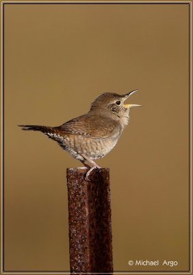 House Wren