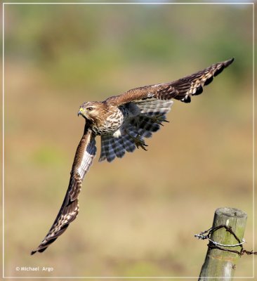 Red Shouldered Hawk