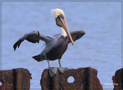 Brown Pelican 