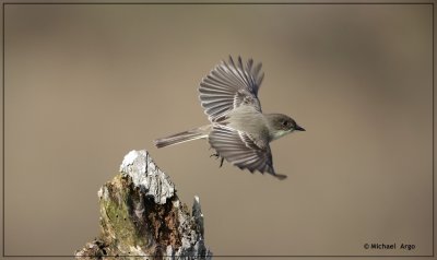 Eastern Phoebe 