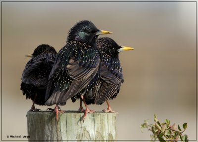 European Starlings