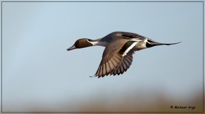 Northern Pintail