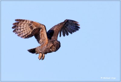 Great Horned Owl