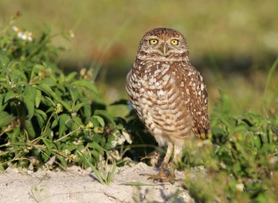 Burrowing Owl