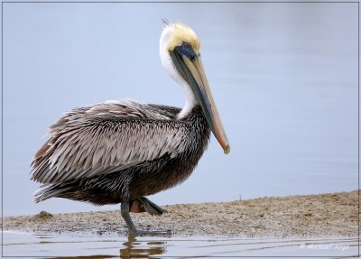 Brown Pelican