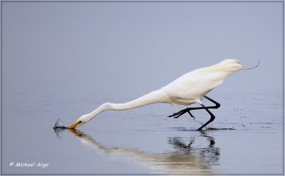 Great Egret