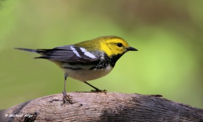 Black-throated Green Warbler 